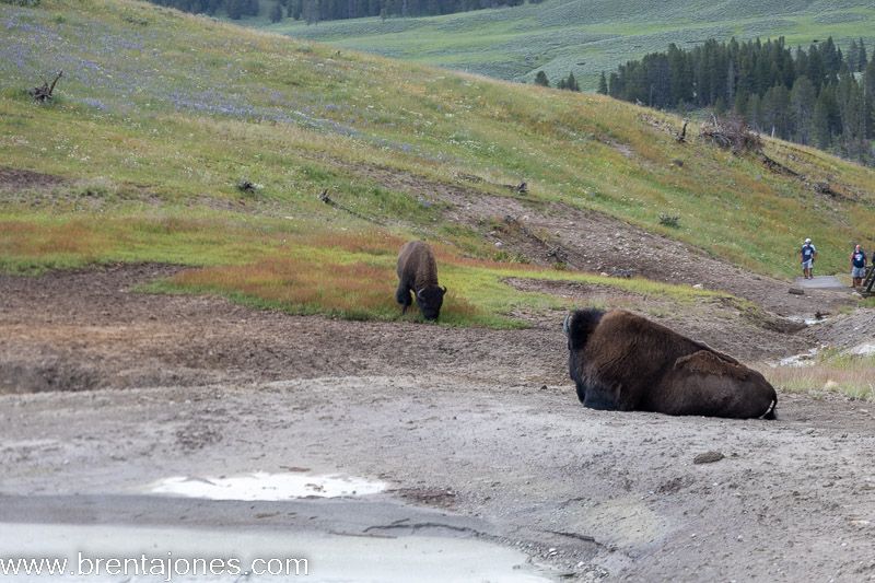 Immersed in Nature: A Picturesque Journey through Yellowstone National Park
