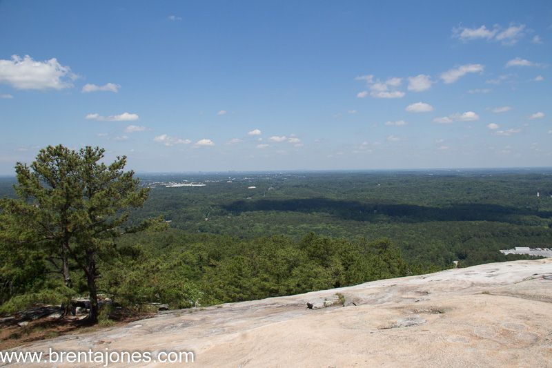 Pine tree at the edge of the granite slope