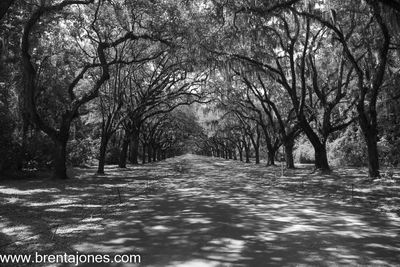 Wormsloe Plantation